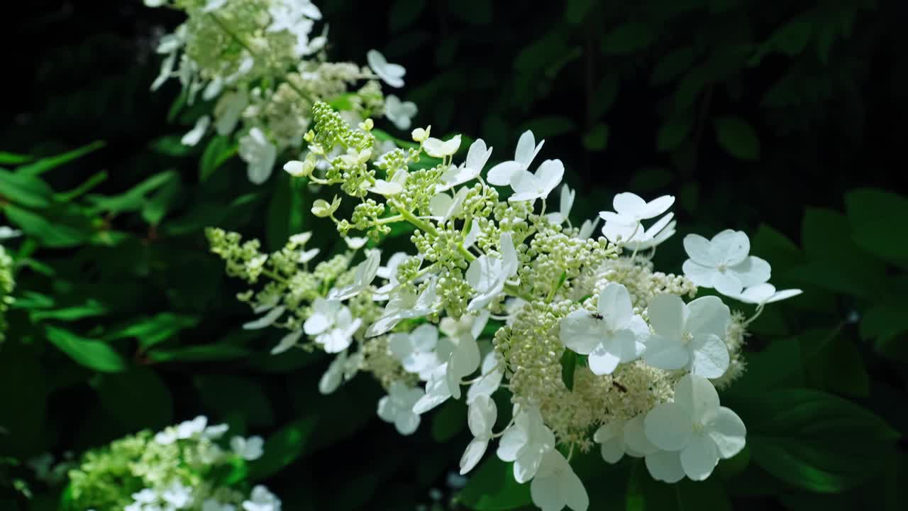 盛开的绣球花视频素材