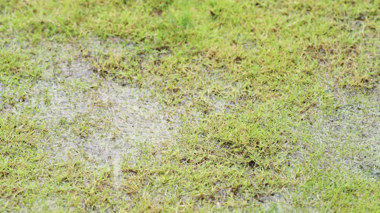 屋前的绿色草坪上下起了暴雨视频素材