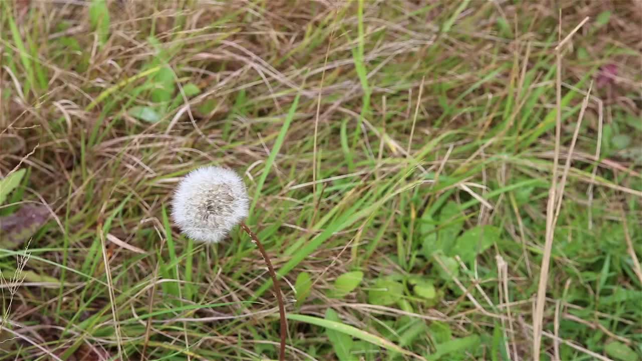 蒲公英的草地视频素材