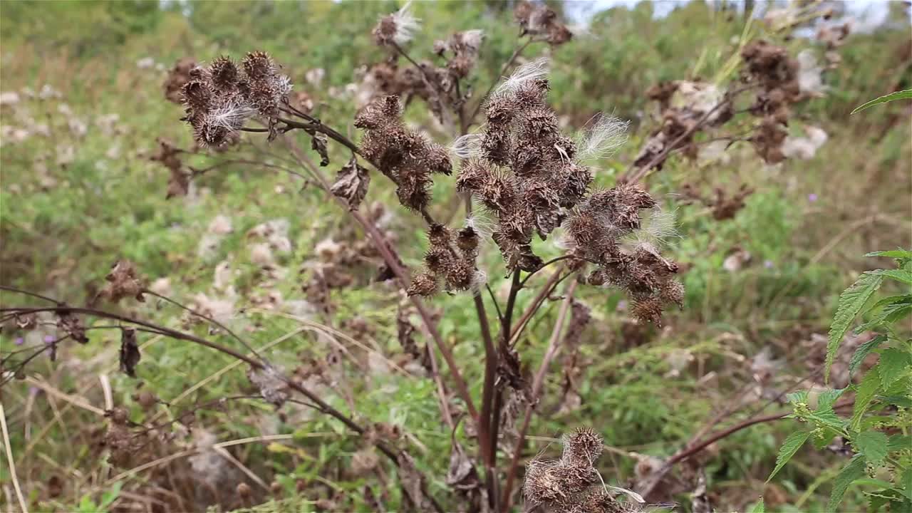 大牛蒡，干花视频素材