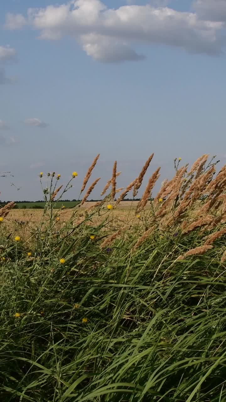 平原的风景，有谷地，蓝天白云视频素材