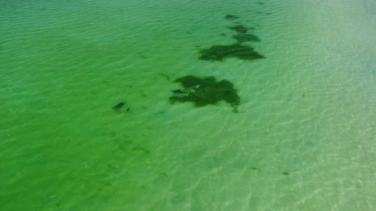 空中特写的海豚群在海里游泳视频素材