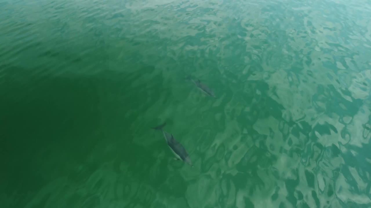 空中特写的海豚群在海里游泳视频素材