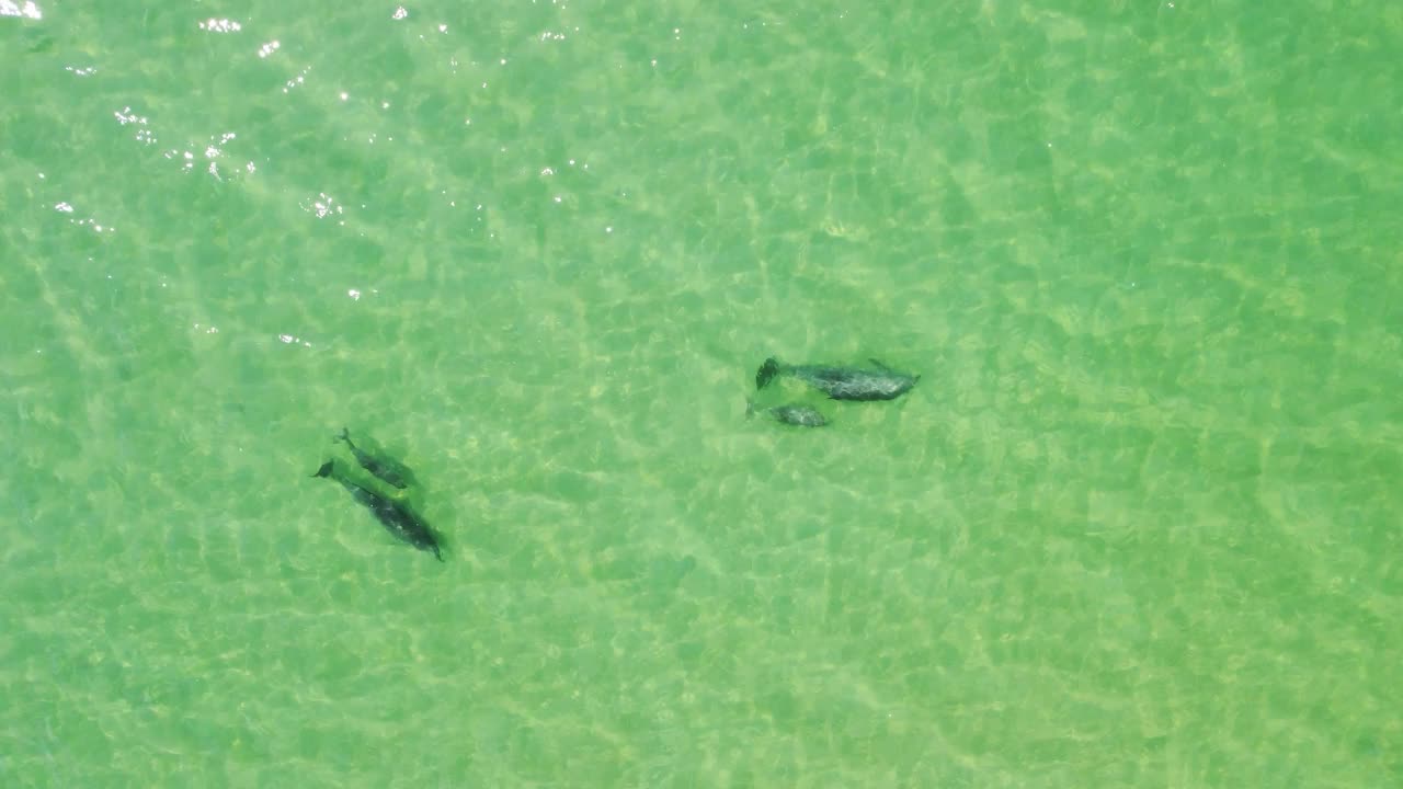 空中特写的海豚群在海里游泳视频素材