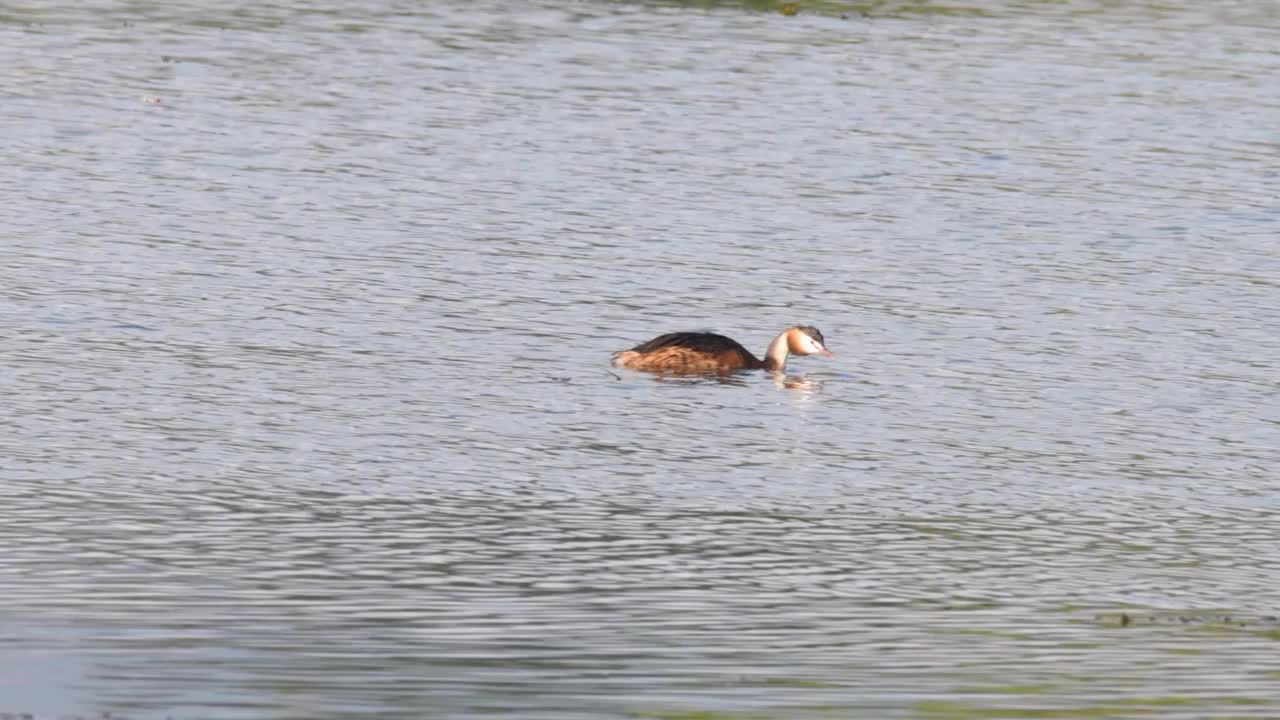 水鸟在湖里游泳视频素材