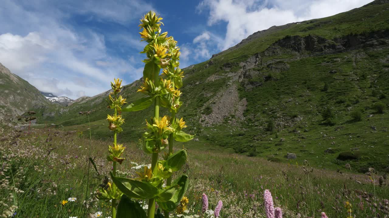 黄花龙胆，La Vanoise，法国阿尔卑斯山，法国视频素材