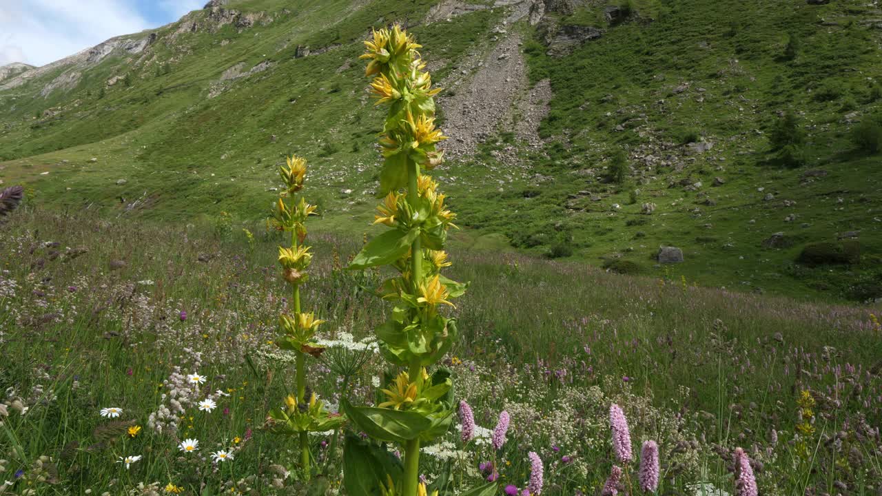 黄花龙胆，La Vanoise，法国阿尔卑斯山，法国视频素材