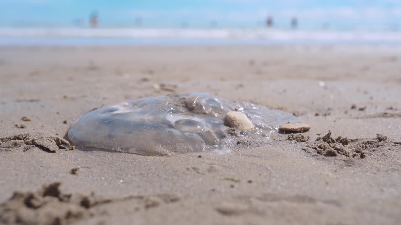 海滩上有毒的死水母，赤脚的人们绕过危险的死美杜莎。由于全球气候变化，水下透明水母入侵海岸视频素材