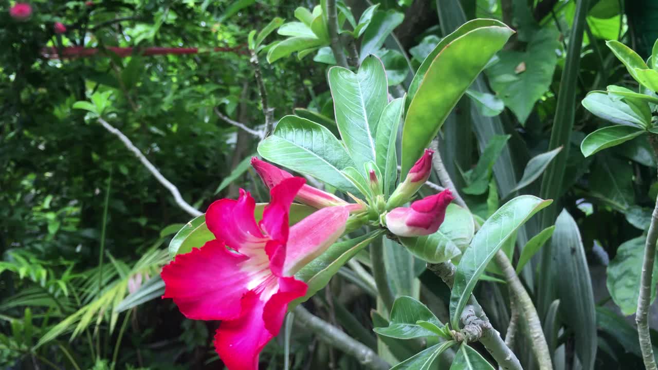 红色杜鹃花在黎明的花园里盛开的视频。视频素材