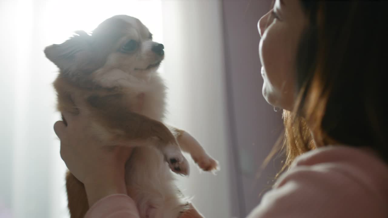 一名亚洲年轻女子正和一只吉娃娃在床上玩耍，玩得很开心视频素材