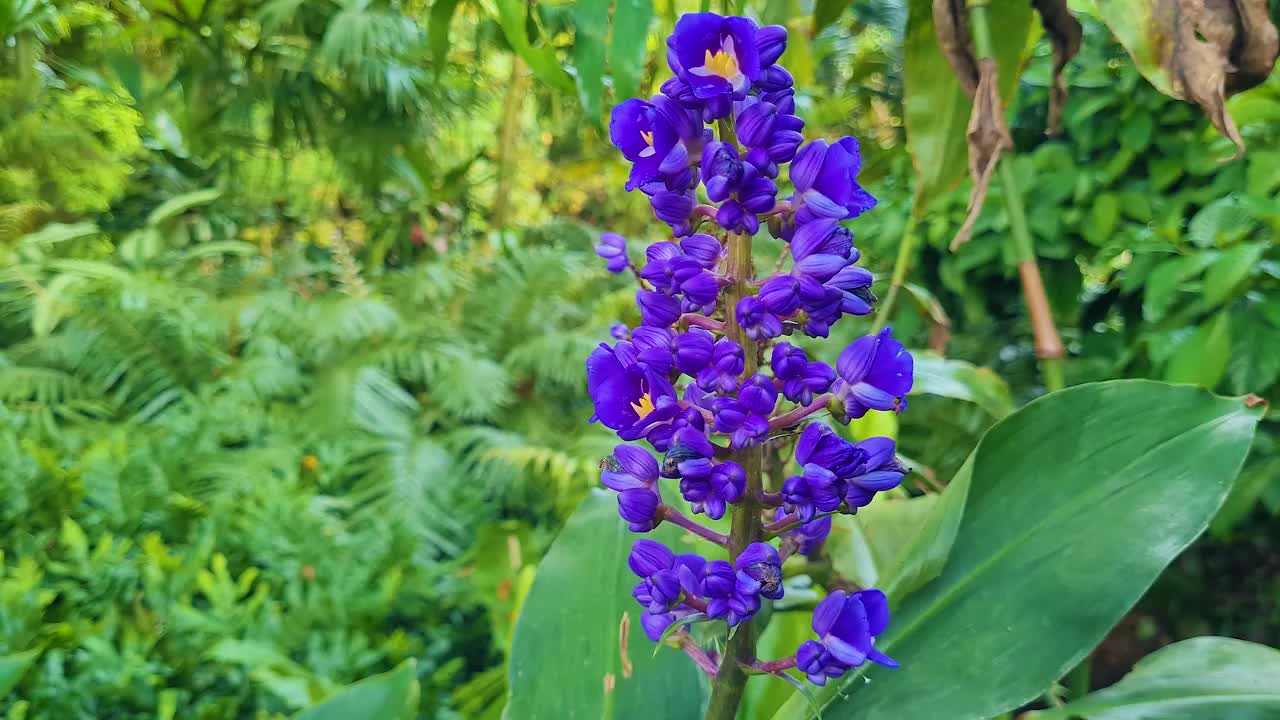 花和昆虫视频素材