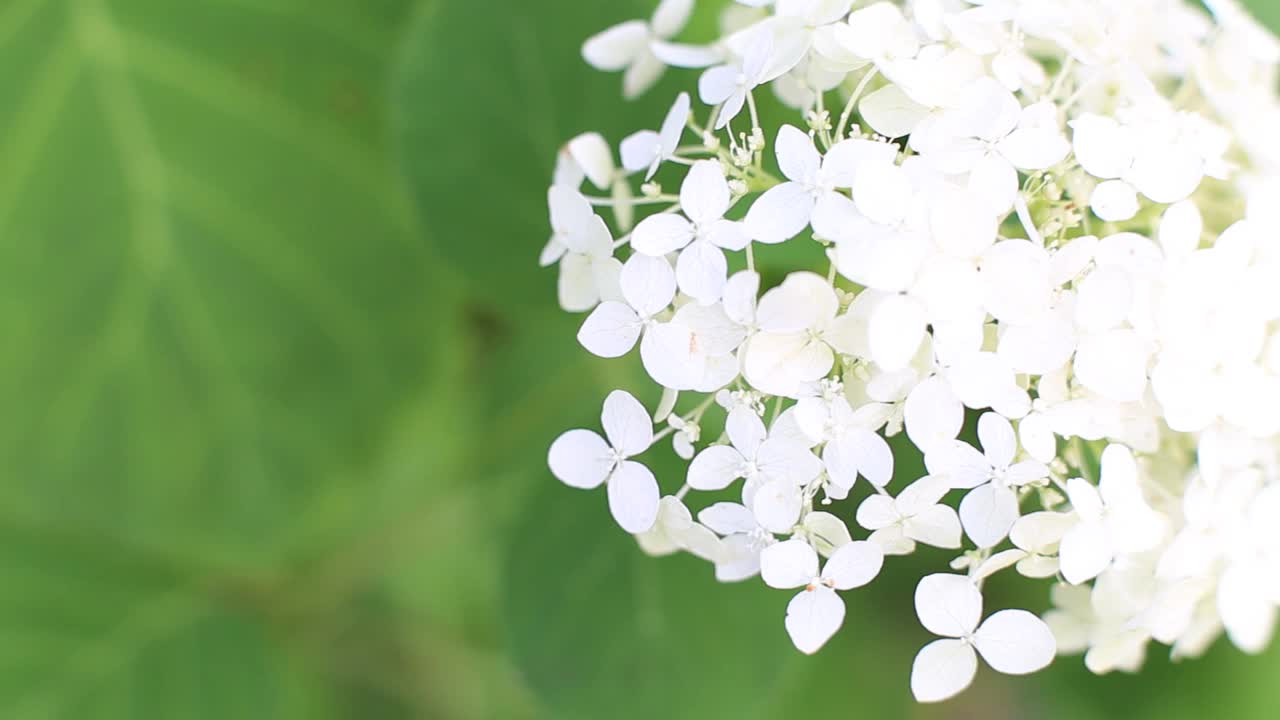 白色绣球花与复制空间在绿色叶子背景在花园。视频素材