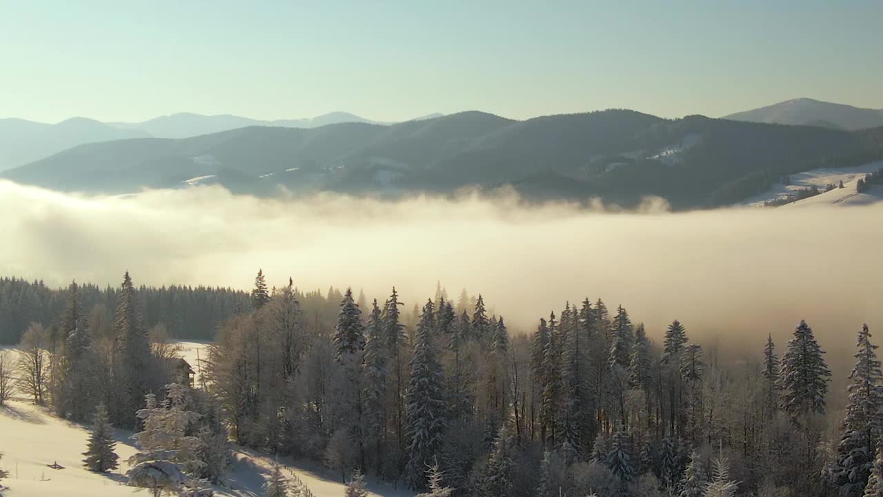 令人惊叹的冬季景观与松树的雪覆盖森林在寒冷的雾山在日出。视频素材