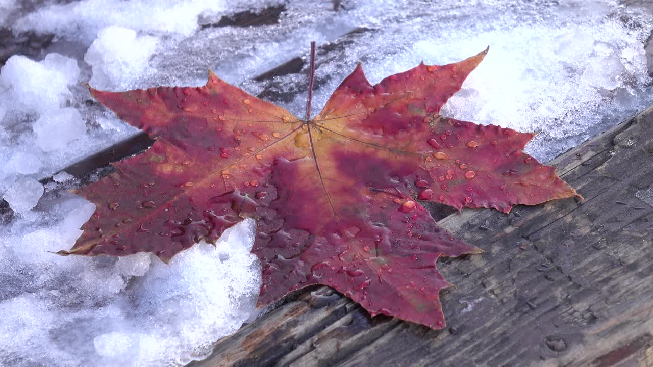 秋天，木凳上的枫叶和融化的雪视频素材