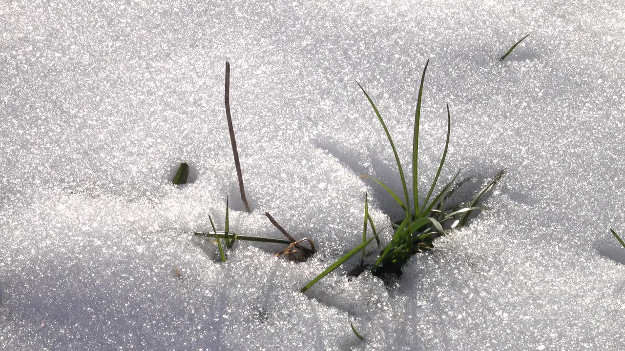 小草，在雪地里发芽视频素材