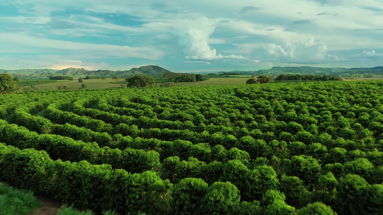 航拍咖啡种植园，咖啡农场视频素材