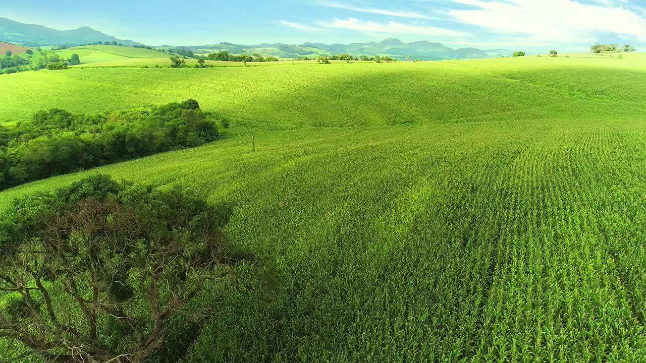 航拍咖啡种植园，咖啡农场视频素材