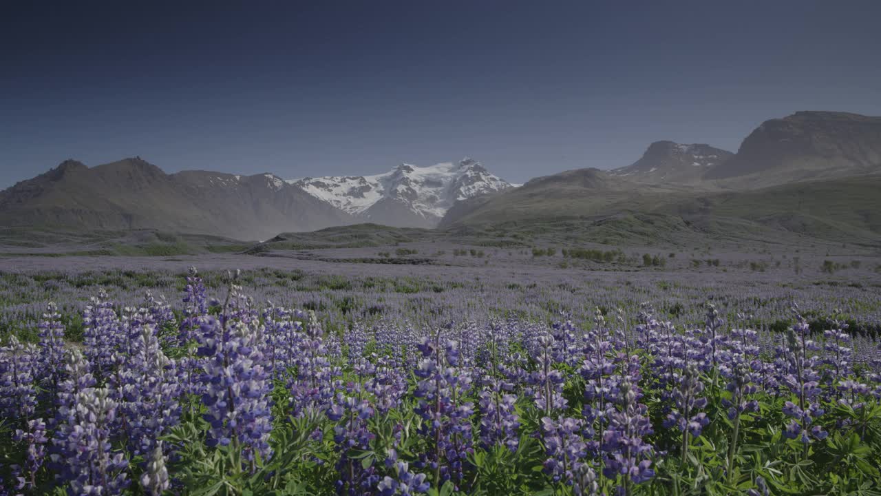 冰岛Svinafell山上一片紫色的花视频素材