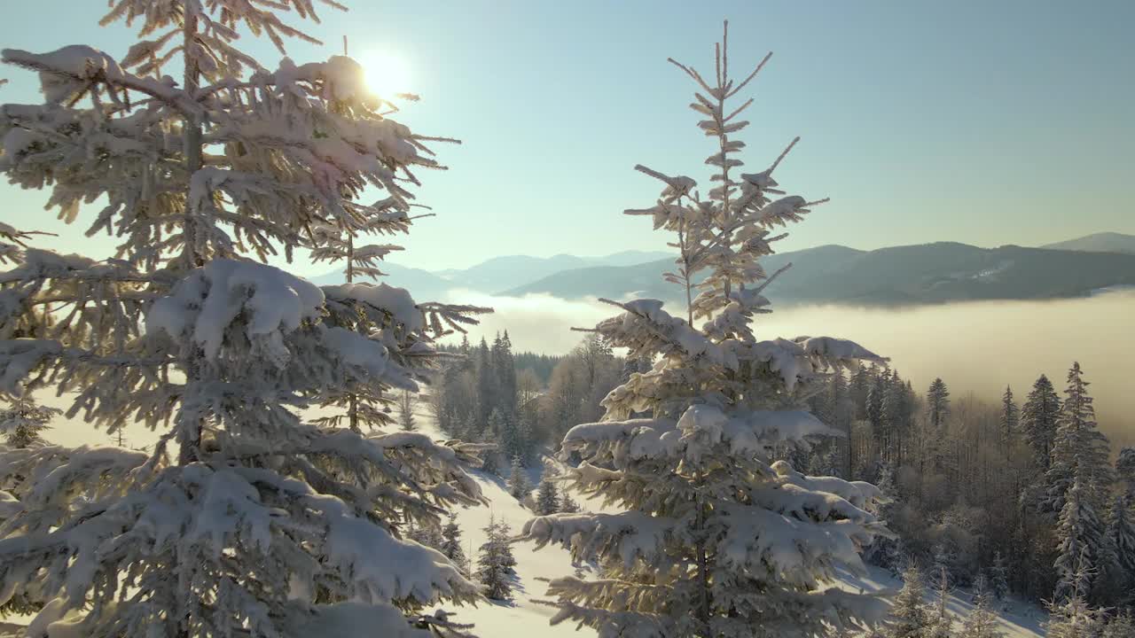 令人惊叹的冬季景观与松树的雪覆盖森林在寒冷的雾山在日出。视频素材