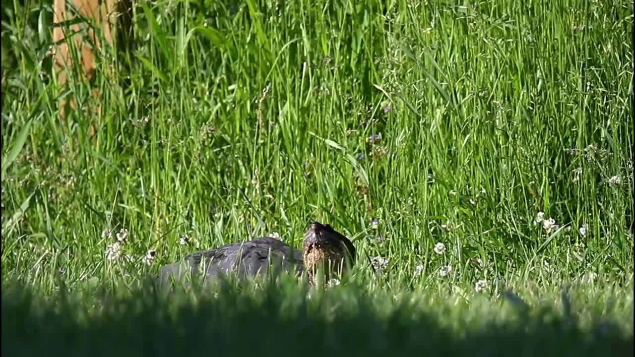 常见的鳄龟(鳄龟)视频素材