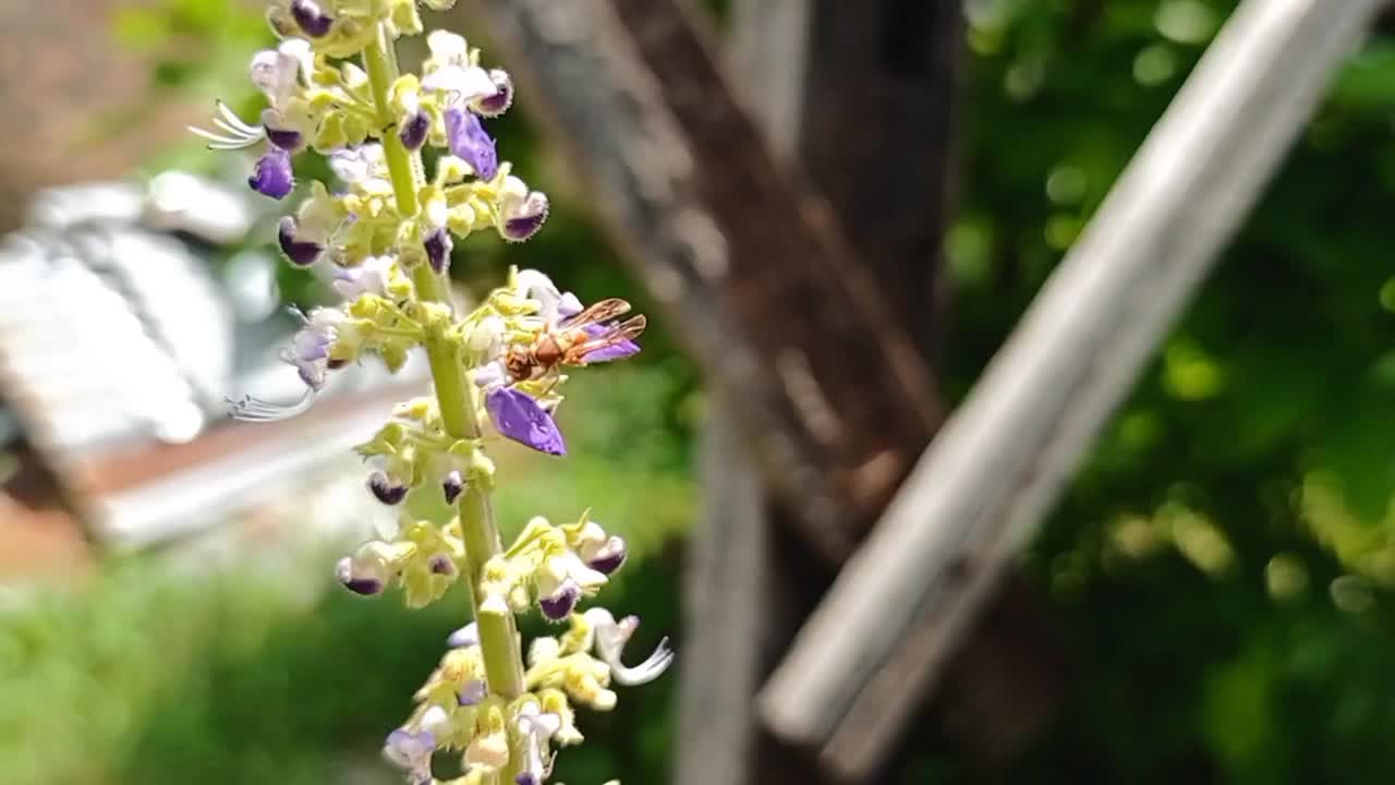 叮人的甲虫在找花视频素材