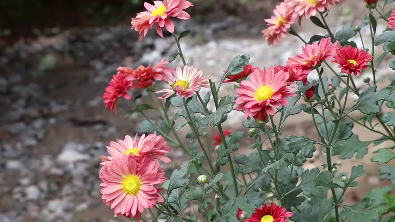 美丽的菊花从家中花园的花盆中盛开视频素材