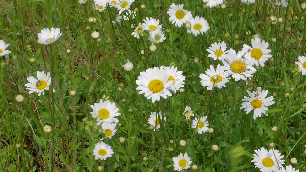 绿草中的白色雏菊在风中摇曳。视频素材