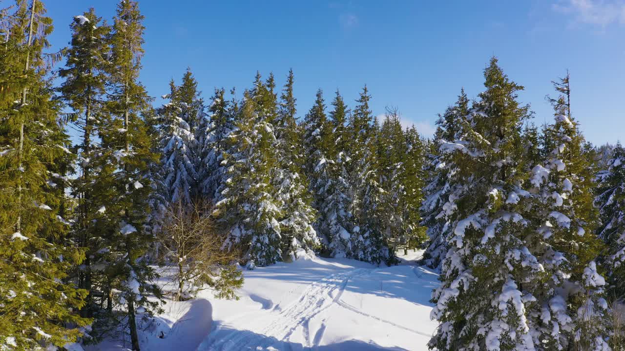 一小块被雪覆盖的空地上有许多滑雪道和一棵圣诞树，映衬着夜晚的天空视频素材