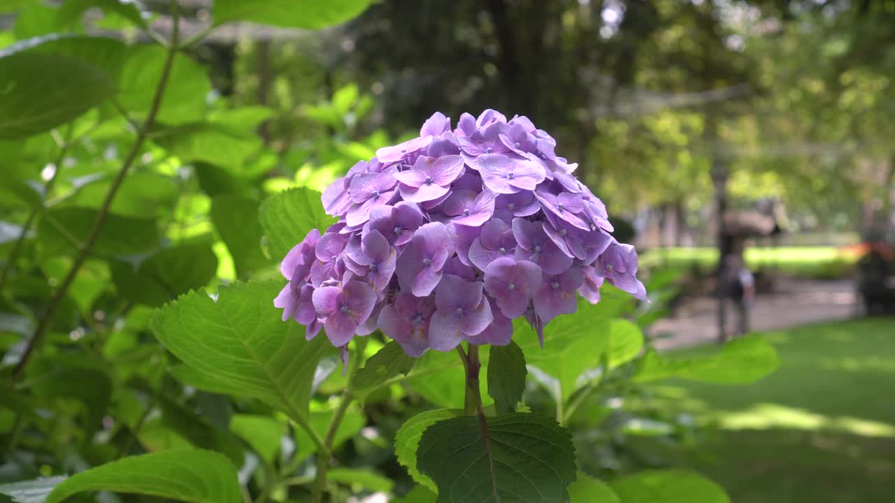 美丽的紫花绣球在自然城市公园盛开视频素材