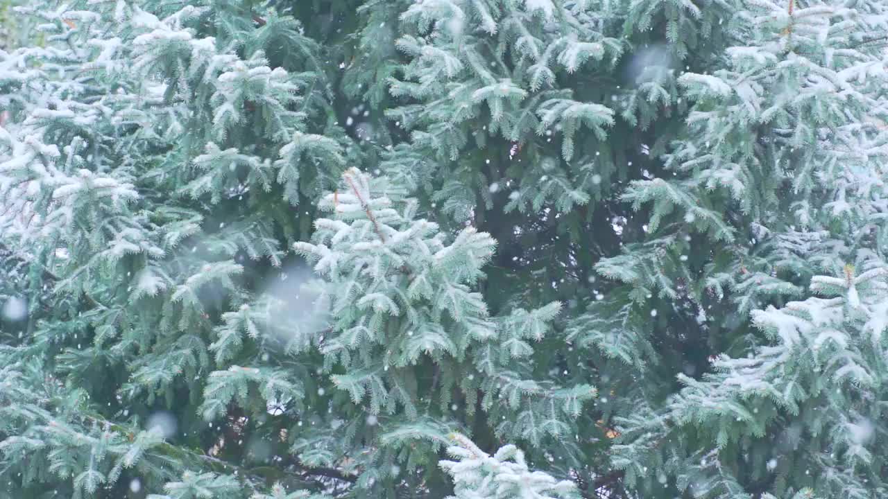 雪落在云杉的背景上视频素材