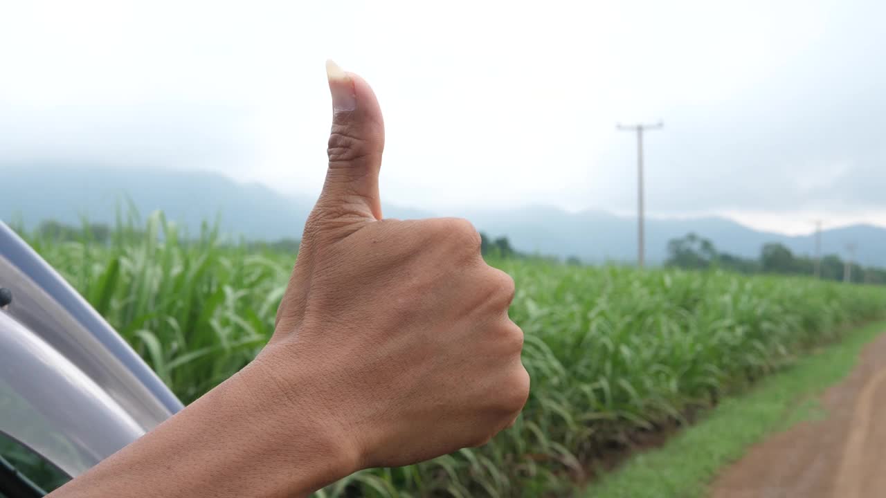 一名男子对甘蔗地里的道路竖起大拇指，视频下载