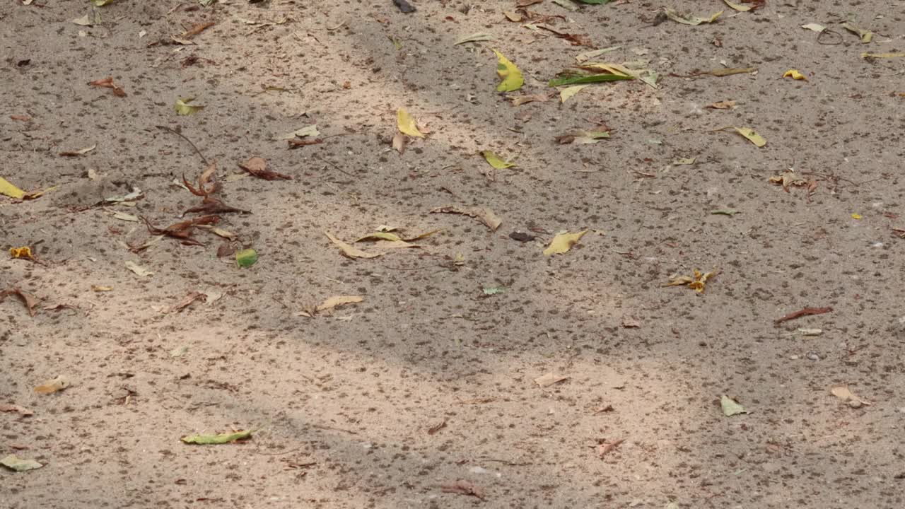 雨水落在干燥贫瘠的土地上视频素材