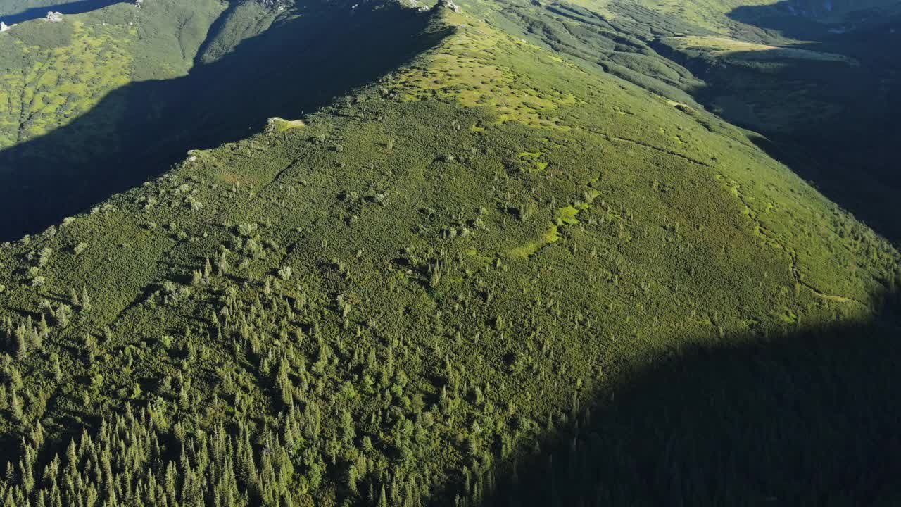 电影无人机拍摄的绿色松树林景观在夏天或秋天的一天。在广阔的野生自然中生长的松树和冷杉。旅游目的地，户外概念视频素材