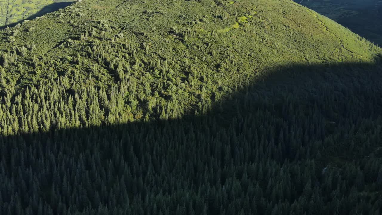 空中拍摄的美丽的早晨或傍晚松树林。树木的山峰突出，原始和未被开发的自然保护区。公园探索和旅游目的地的旅游和旅游的概念视频素材