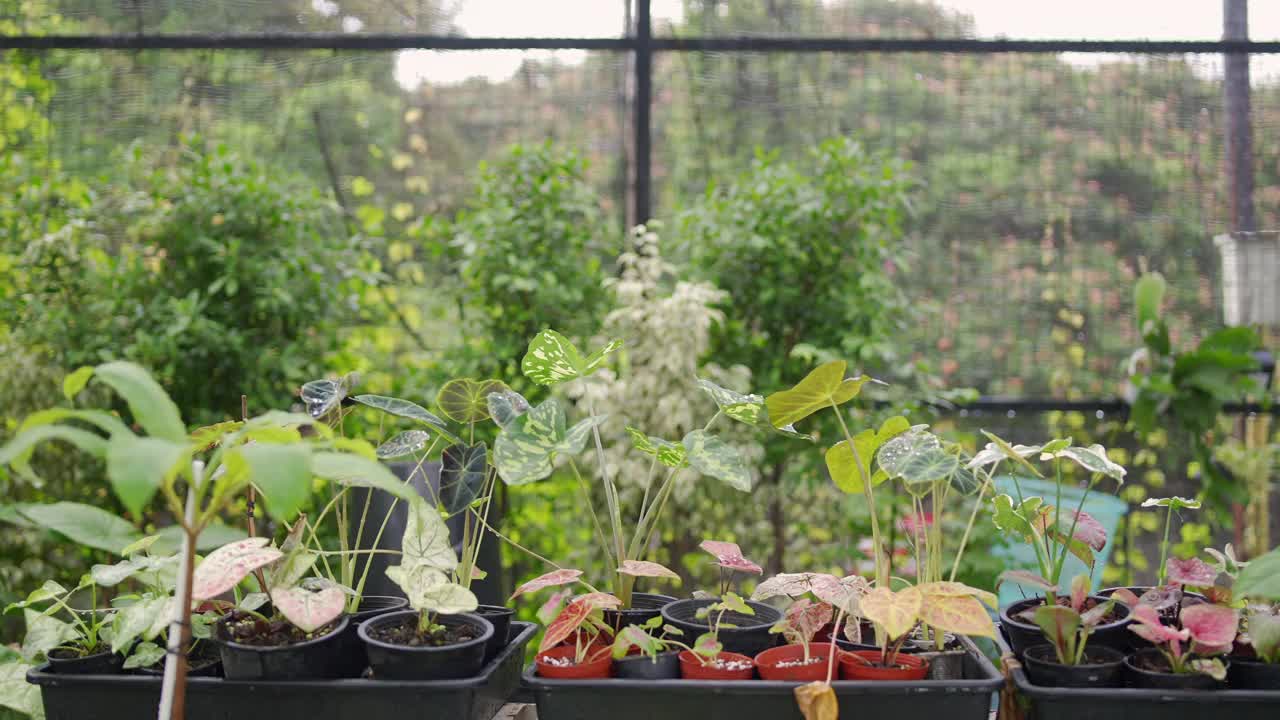 4K亚洲男人植物商店老板照顾植物和花卉在温室花园。视频素材