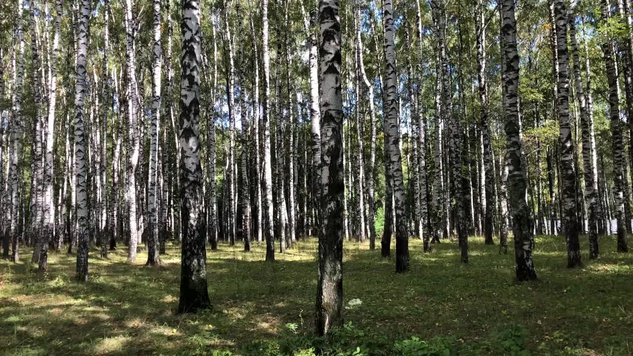 晴朗的秋日里的白桦林视频素材