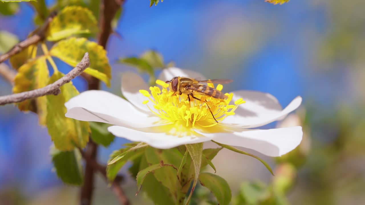 食蚜蝇、花蝇或食蚜蝇，昆虫科食蚜蝇。它们伪装成危险的昆虫黄蜂和蜜蜂。许多种类的成虫主要以花蜜和花粉为食。视频素材