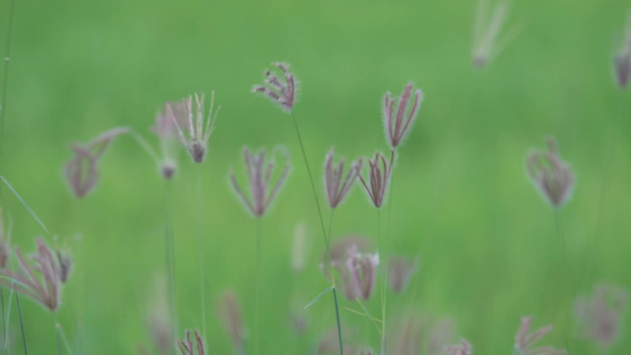 芦苇草的花视频素材