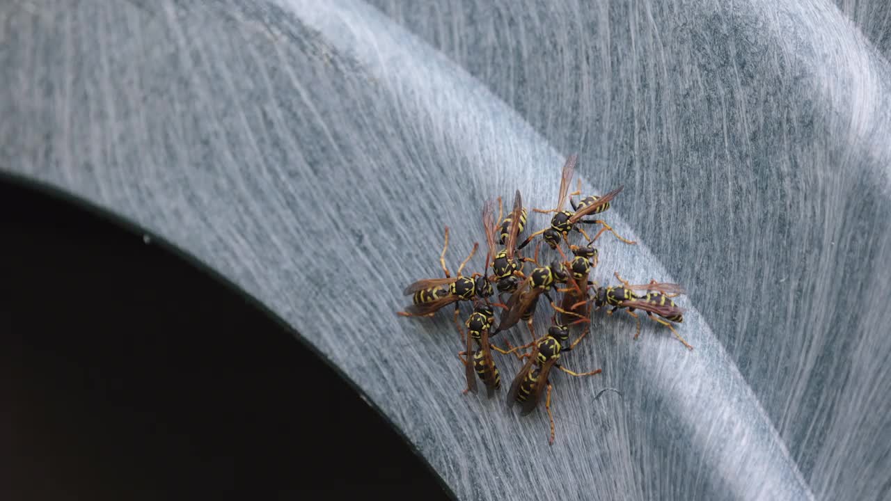 一群黄蜂在儿童游乐场的滑梯上视频素材