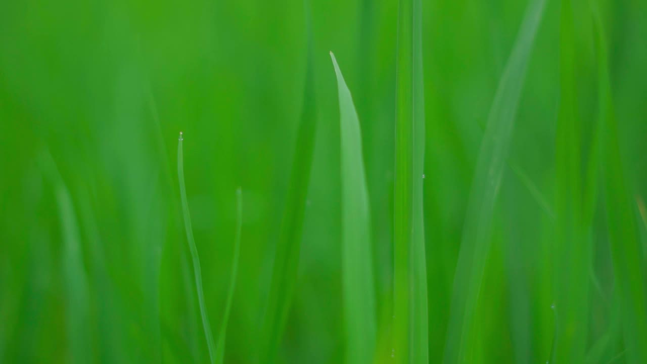 新鲜的绿草，草坪的特写镜头。自然背景视频素材