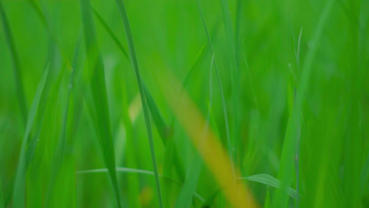 新鲜的绿草，草坪的特写镜头。自然背景视频素材