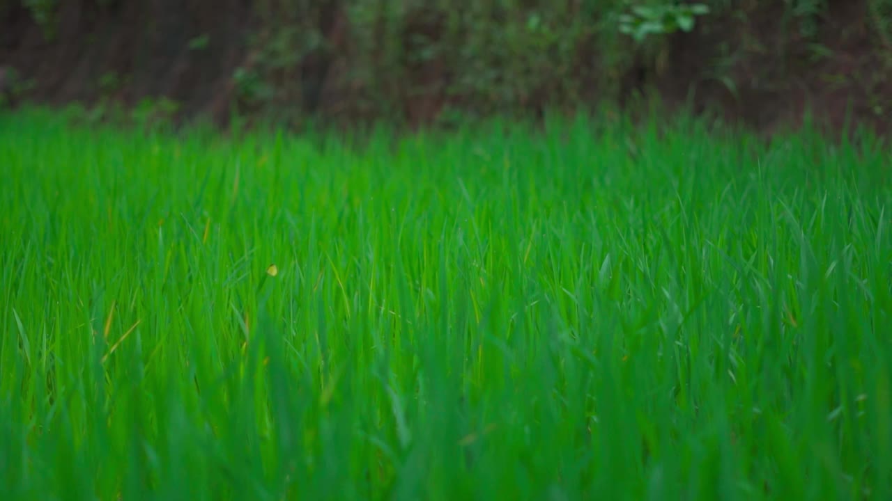 印度美丽的绿色水稻农田。生长中的水稻植物，开花营养。模糊的蝴蝶在背景中飞舞视频素材