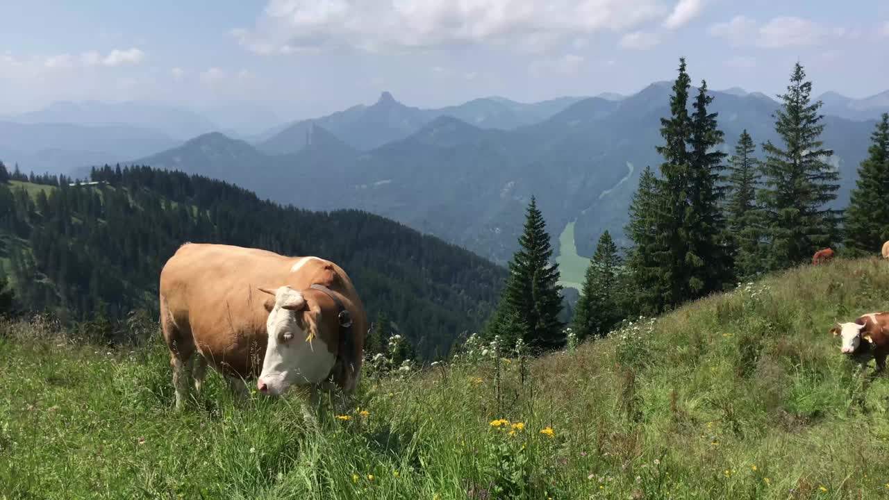 阿尔卑斯山的夏日风景，牛在山上吃草视频素材