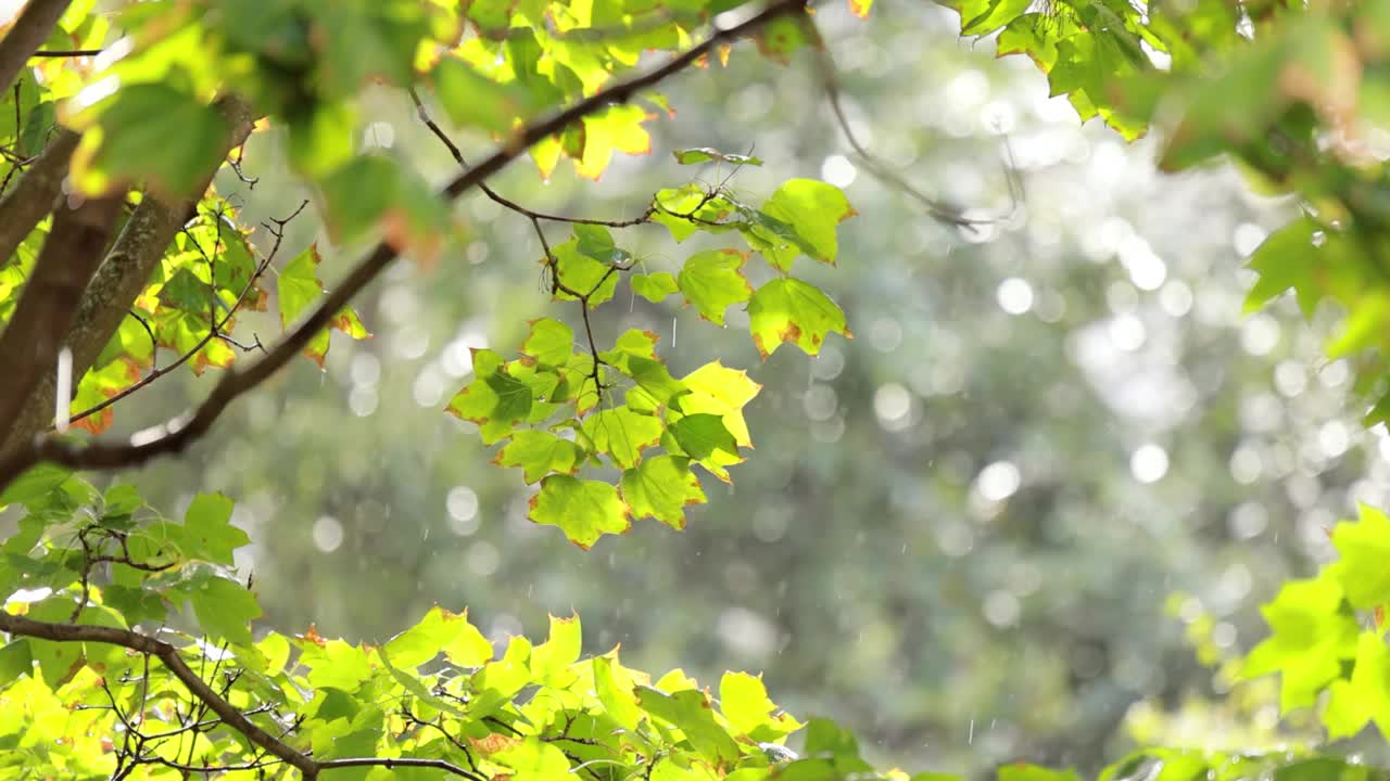 阳光灿烂的日子里，夏雨滴落在枫叶上。视频素材