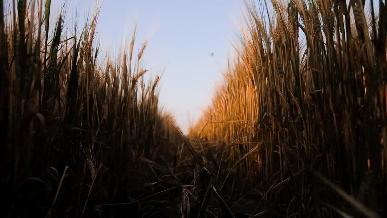 麦田。夕阳西下，金黄的麦穗在田里成行。农业收割小麦。丰收的概念视频素材