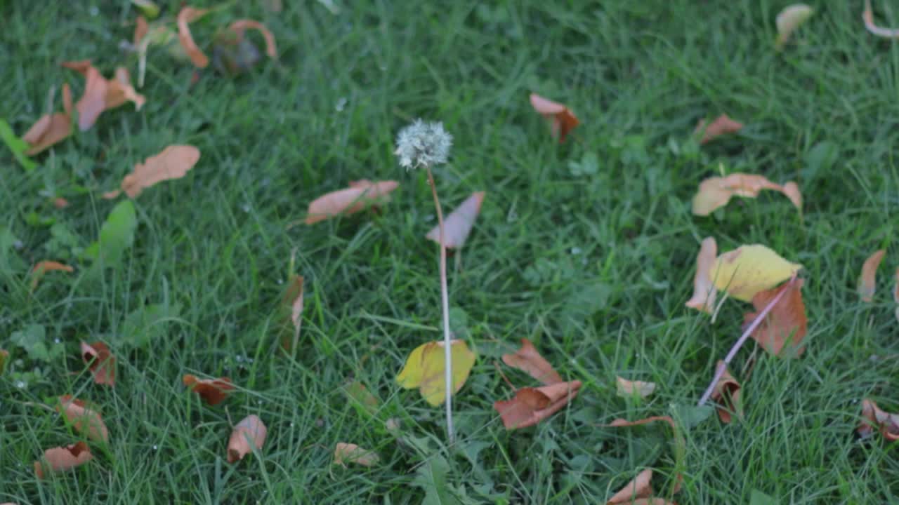 初秋，绿草上泛黄的叶子视频素材