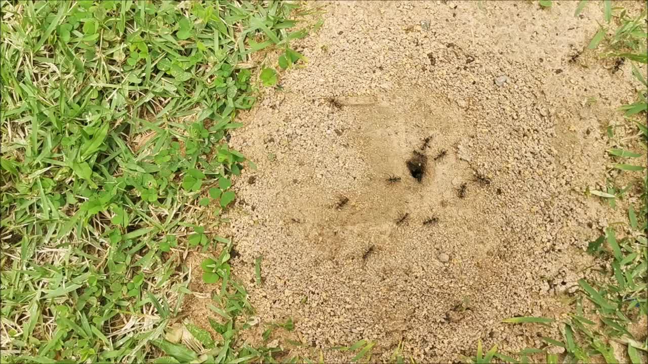 黑色的蚂蚁在地上的洞里进进出出视频素材