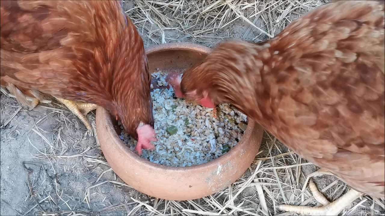 两只母鸡在吃食物视频素材