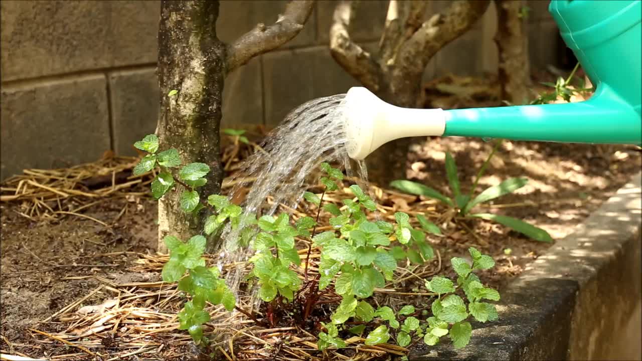 给正在生长的薄荷浇水视频素材