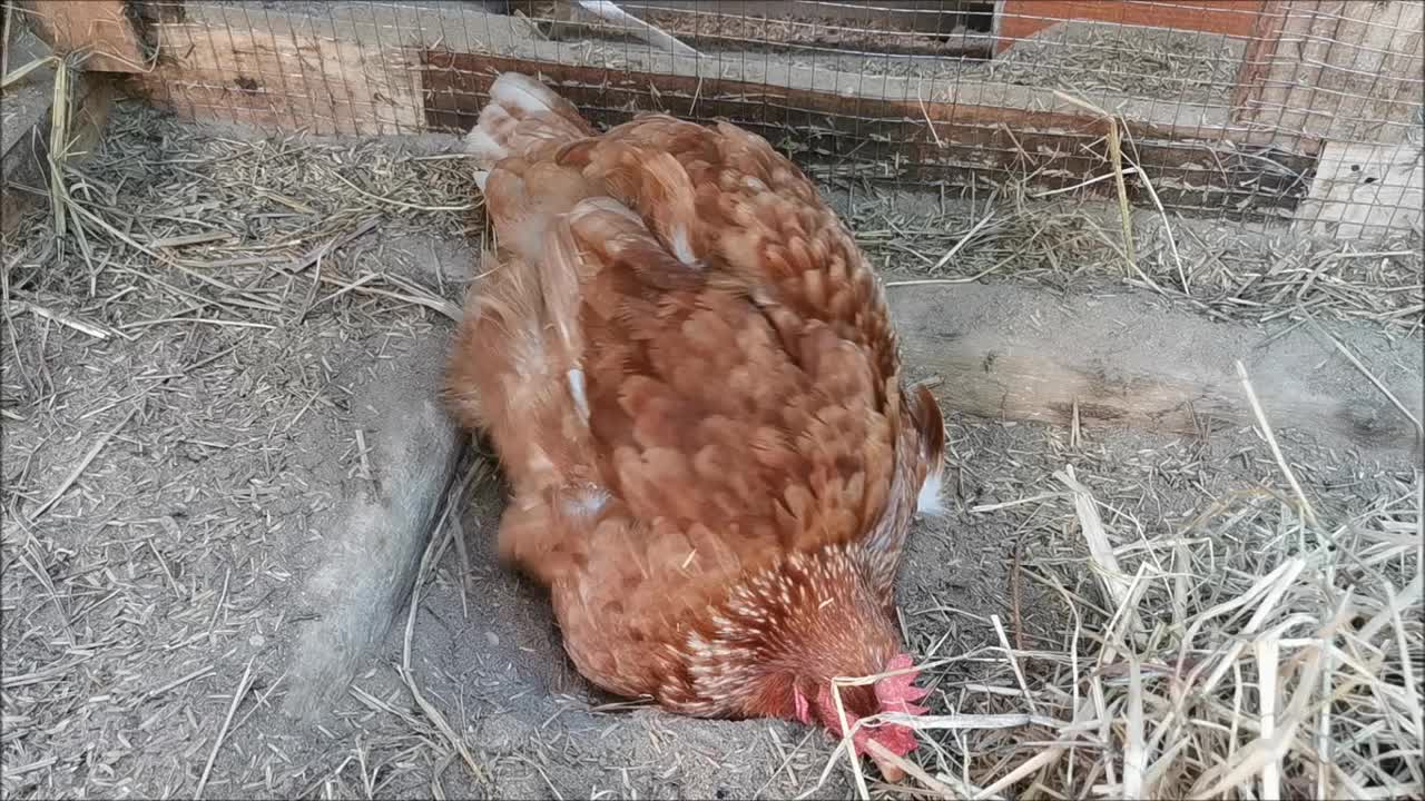 母鸡高兴地挖着地视频素材